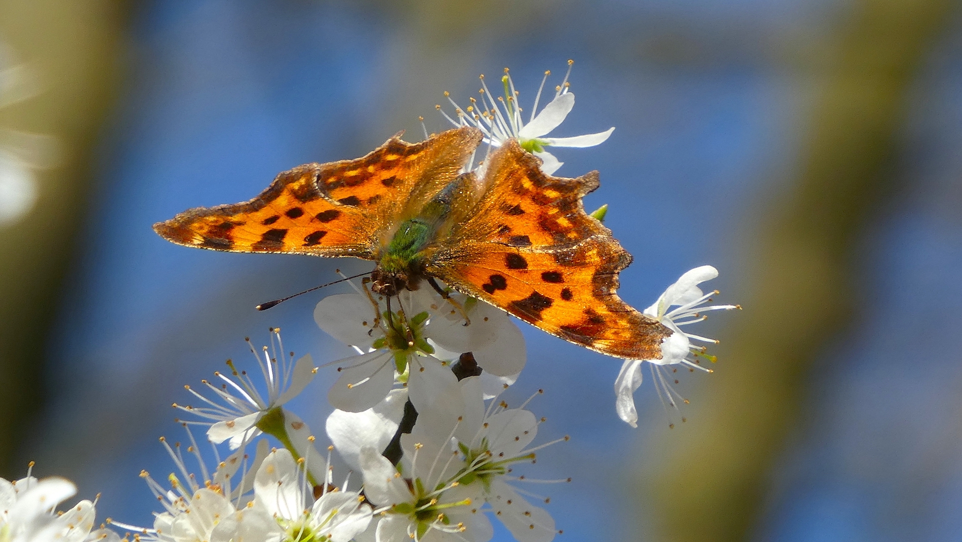 Vlinder en lentebloesem. Foto: Willy Bonnink-Naves