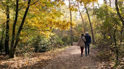Op deze plekken in Nederland maak je de mooiste herfstwandelingen!