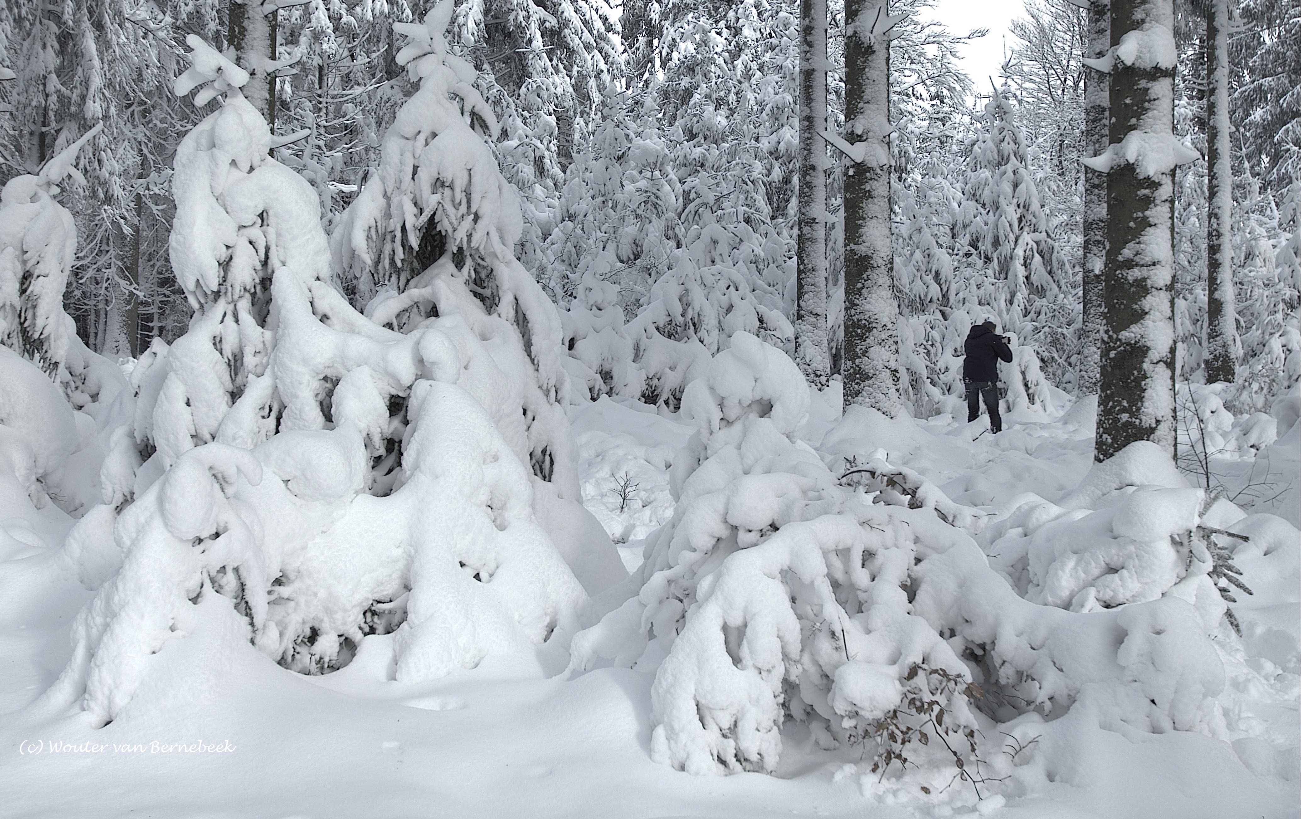 Ardennen, januari 2016. Foto: Wouter van Bernebeek