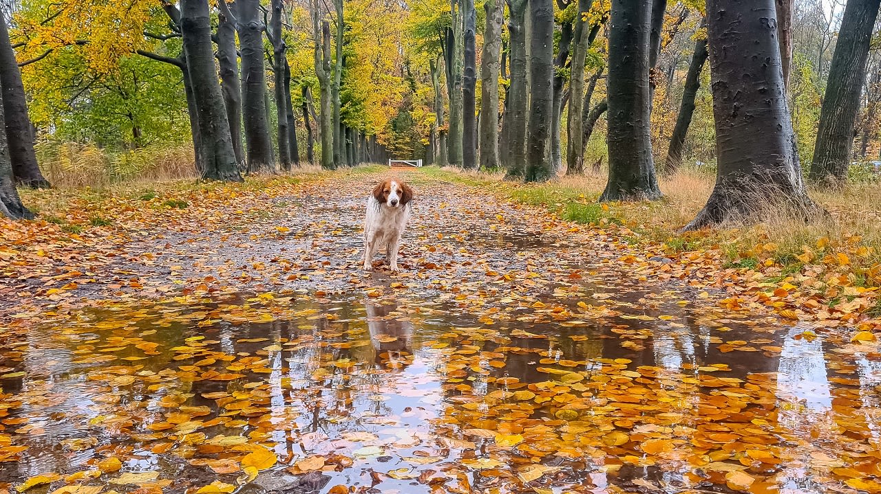 Dit wordt het weer tijdens de herfstvakantie van regio midden en zuid