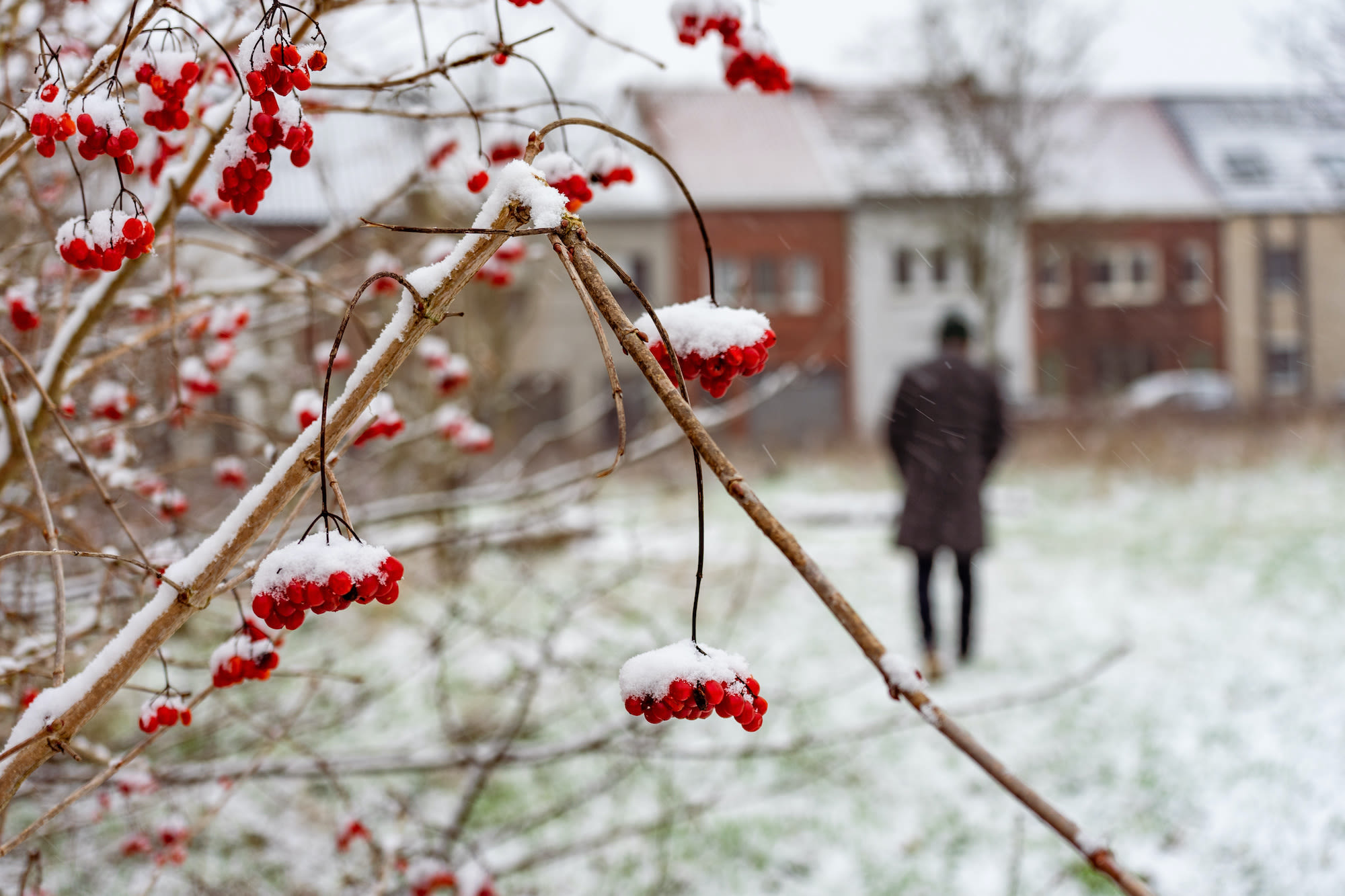 Dun sneeuwdek Belgische huizen en rode besjes op voorgrond