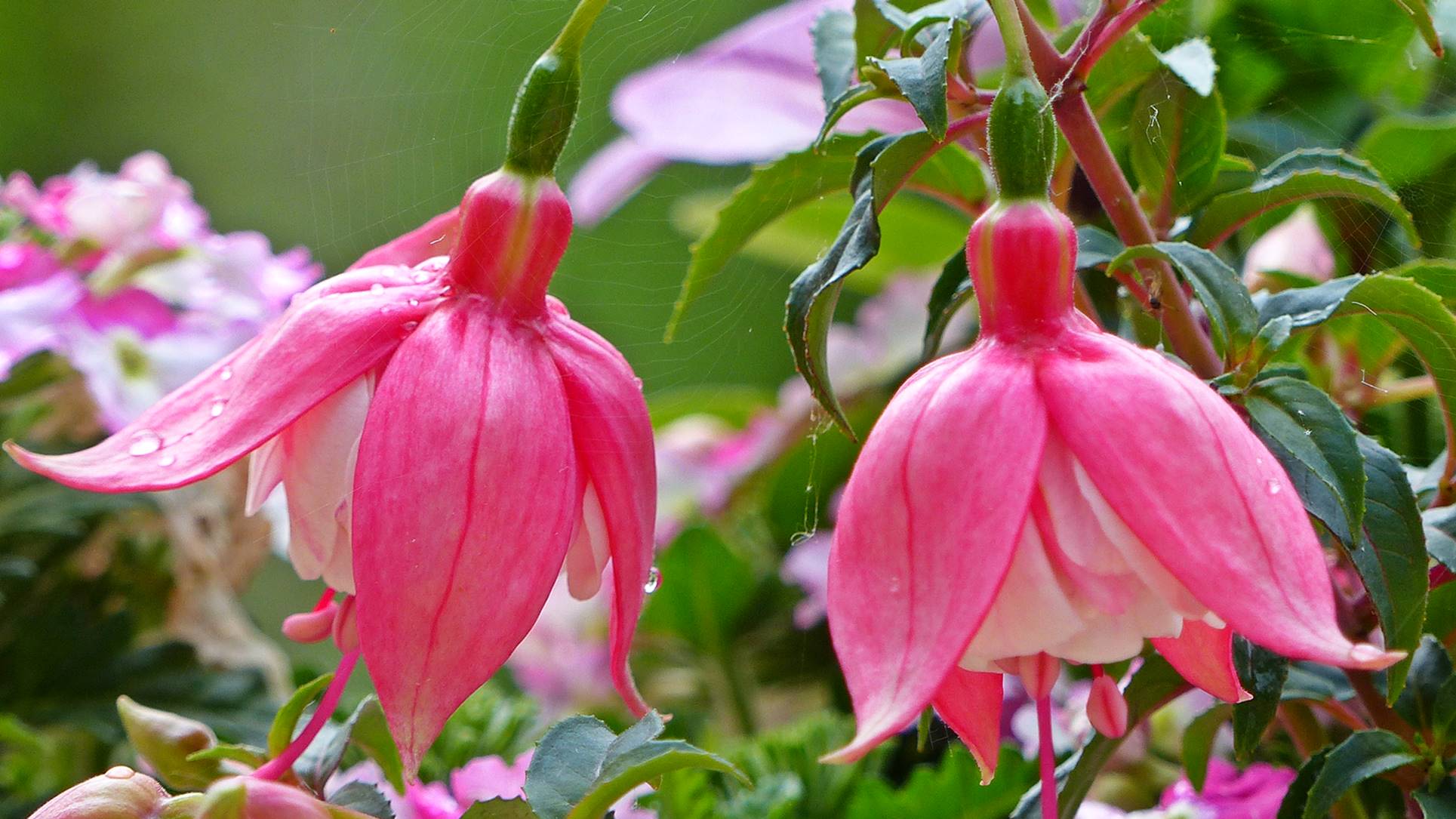 De kenmerkende bloemen van de bellenplant. Foto: Ria Luttikhold