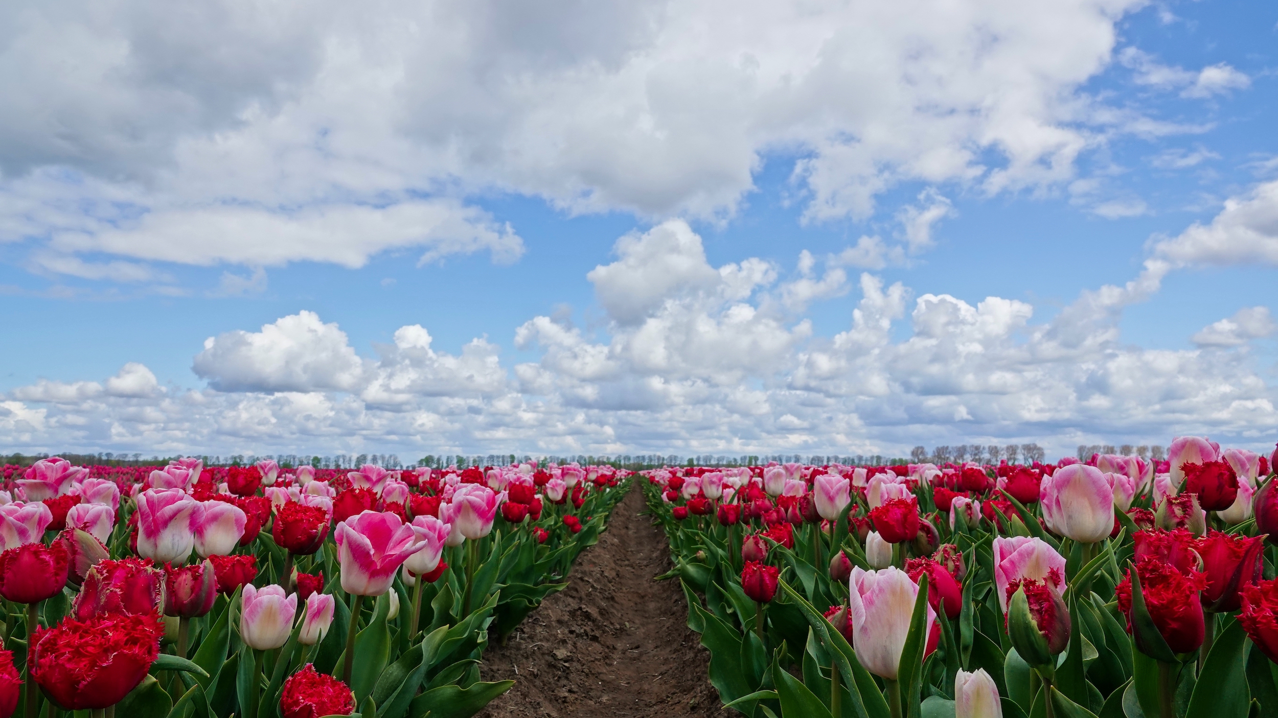 Tulpenvelden bij een afwisseling van zon en stapelwolken. Tijdens het weekend is er kans op warmer weer.
Foto: Regina Vastenhout