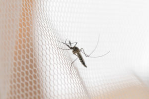 Muggen in je slaapkamer: 11 tips