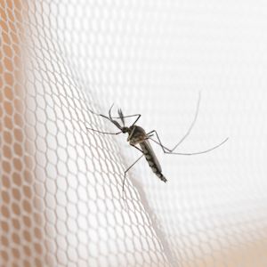 Muggen in je slaapkamer: 11 tips