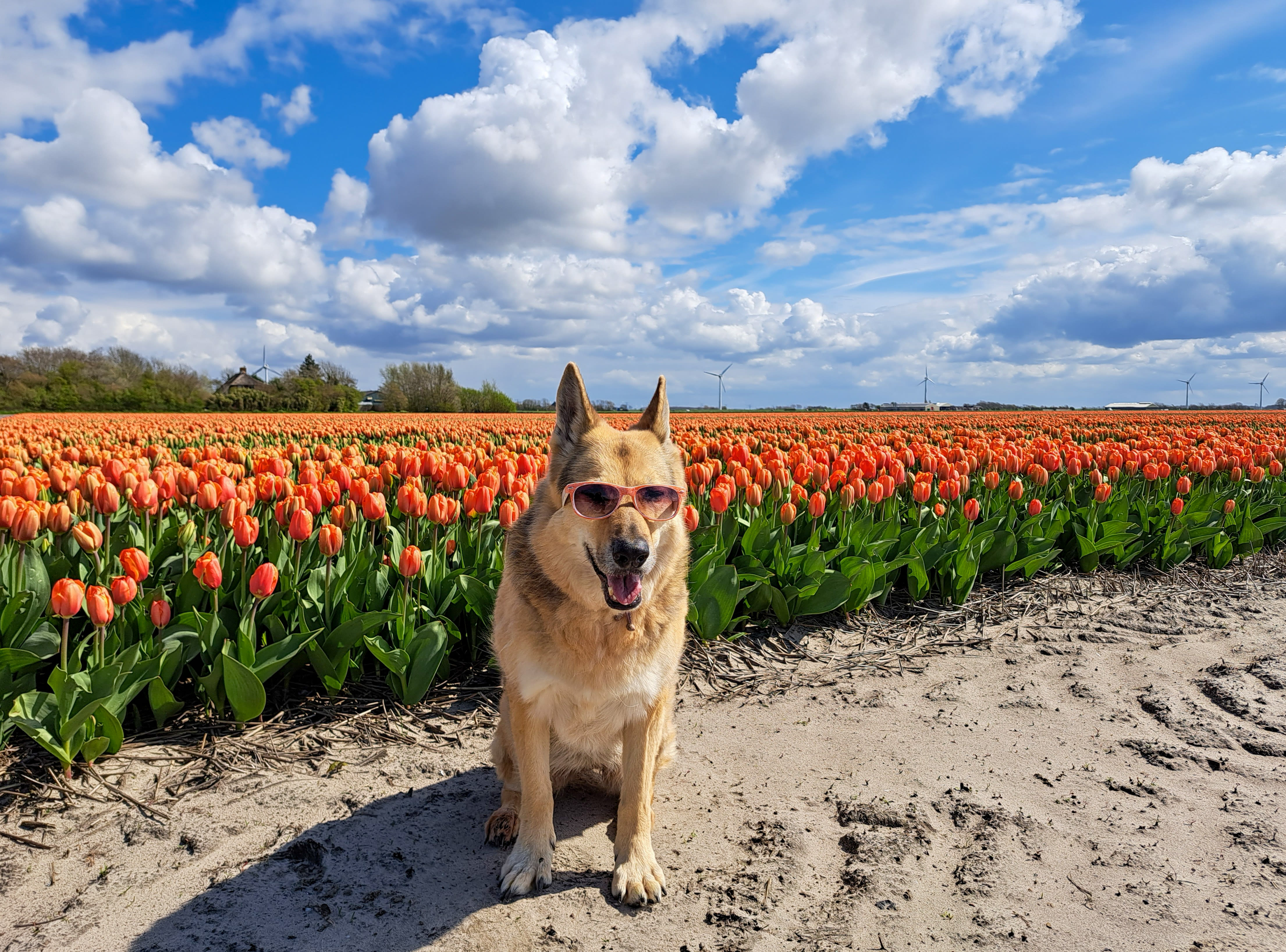 Kunnen we zon en warmte verwachten met Koningsdag? Foto: Nel van Es