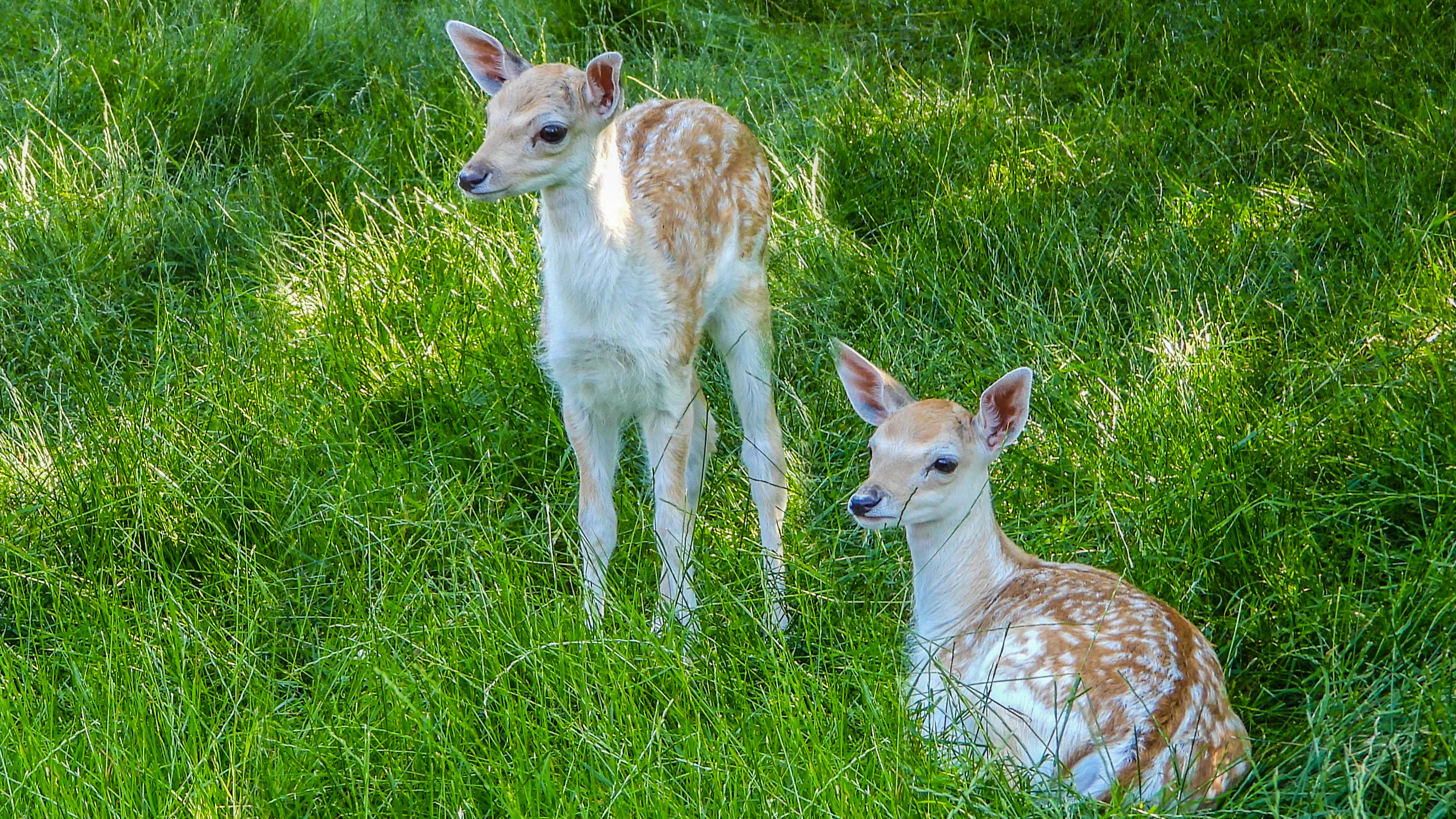 Twee jonge hertjes. Foto: Trudy Fortuijn - van Es