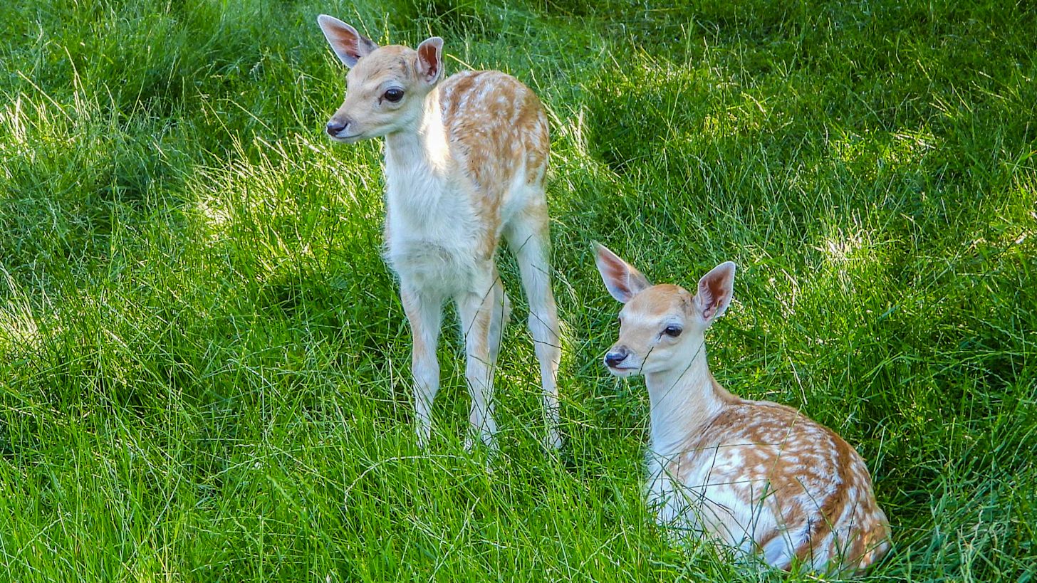 Twee jonge hertjes. Foto: Trudy Fortuijn - van Es