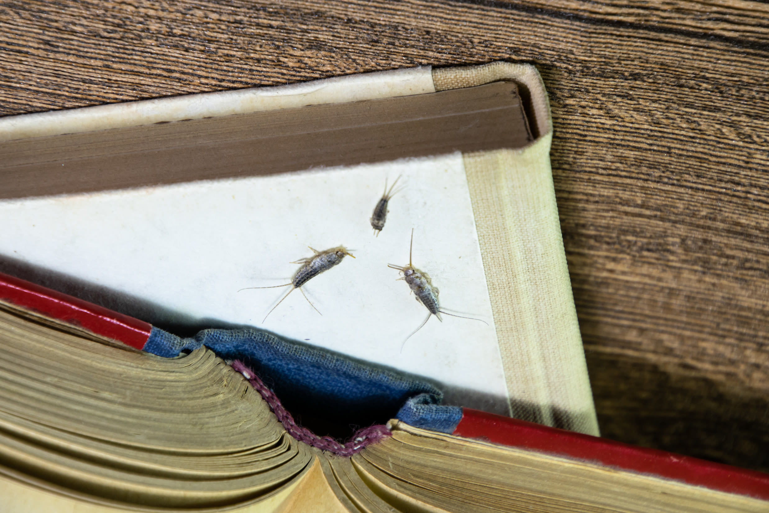 Ongedierte in boeken en kranten. Insecten die zich voeden met papier. Foto: AdobeStock / eleonimages.