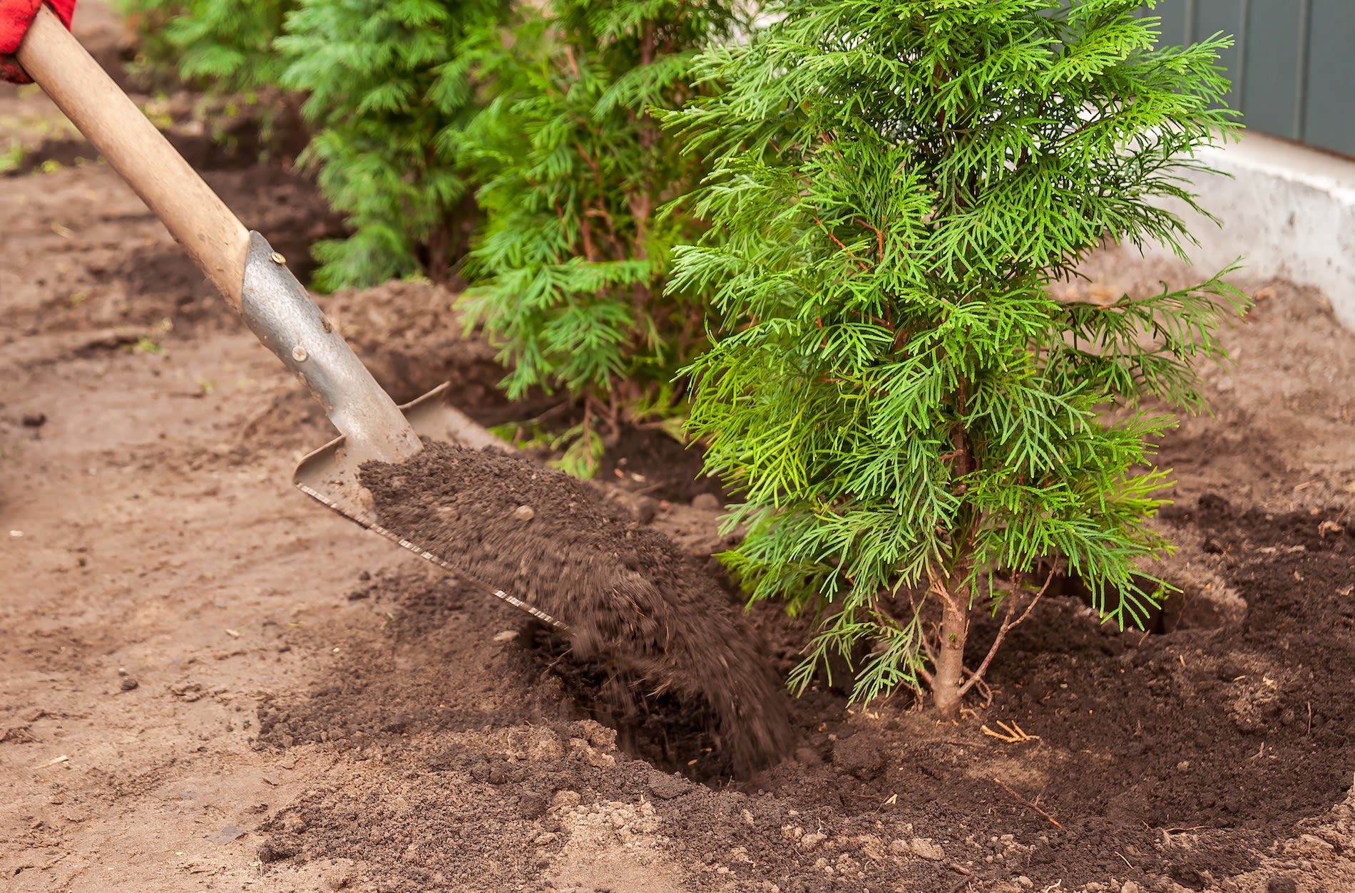 Conifeer planten in de tuin. Foto: Adobe Stock / Andrii_Abriutin
