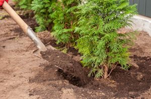Dit is de beste tijd om bomen en struiken te planten