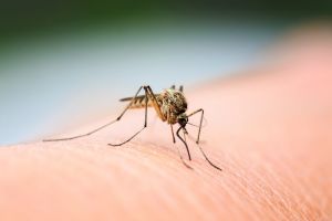 11 tips tegen muggen in je slaapkamer