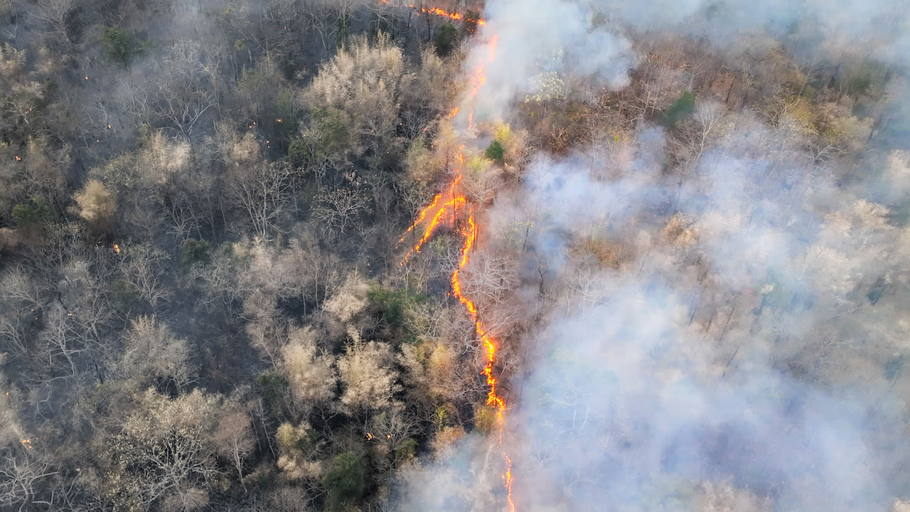 In sommige landen ontstaan er meer bosbranden door El Niño. Foto: Adobe Stock / toa555