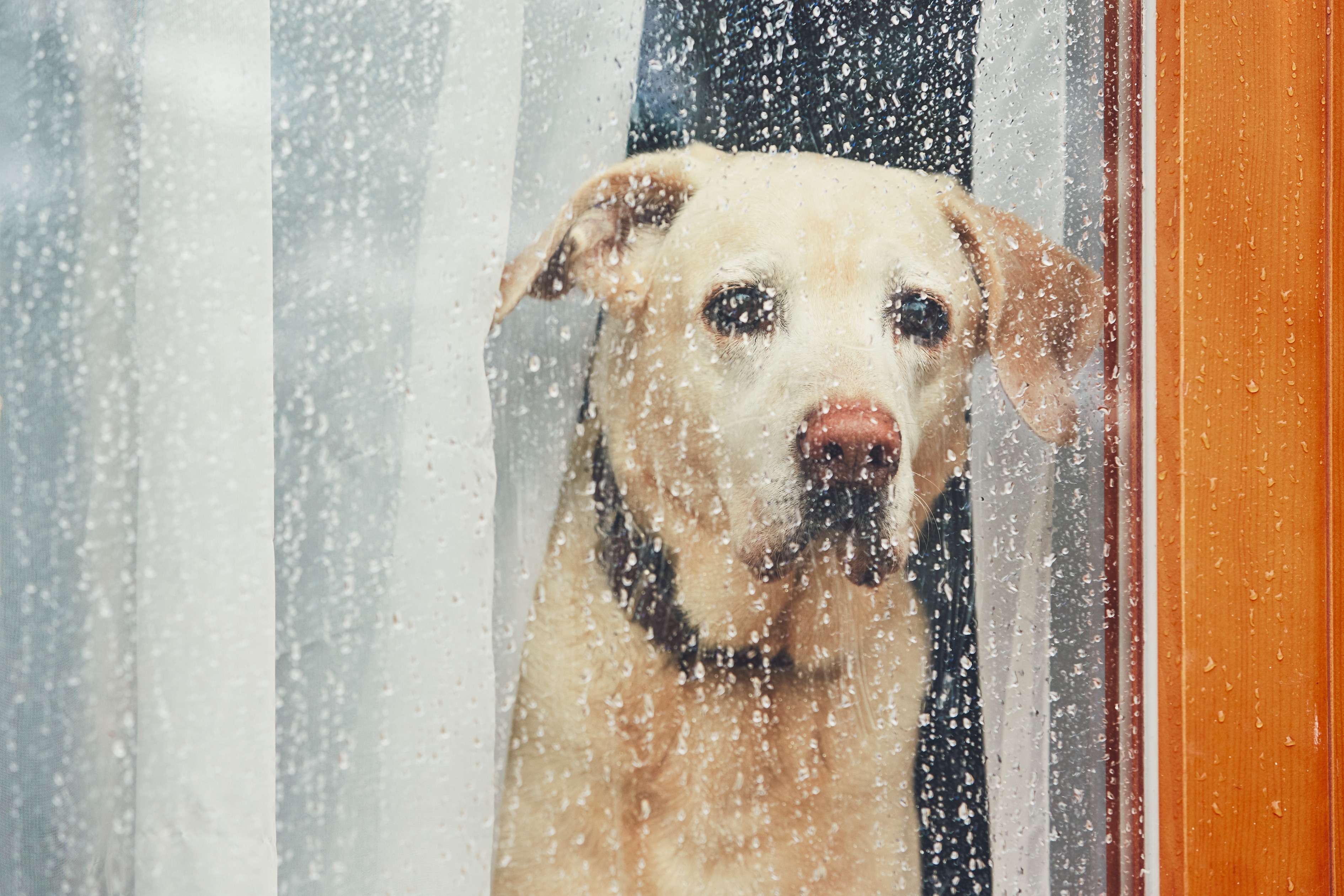 Ook deze hond snakt naar mooi lenteweer. Foto: Adobe Stock / Chalabala