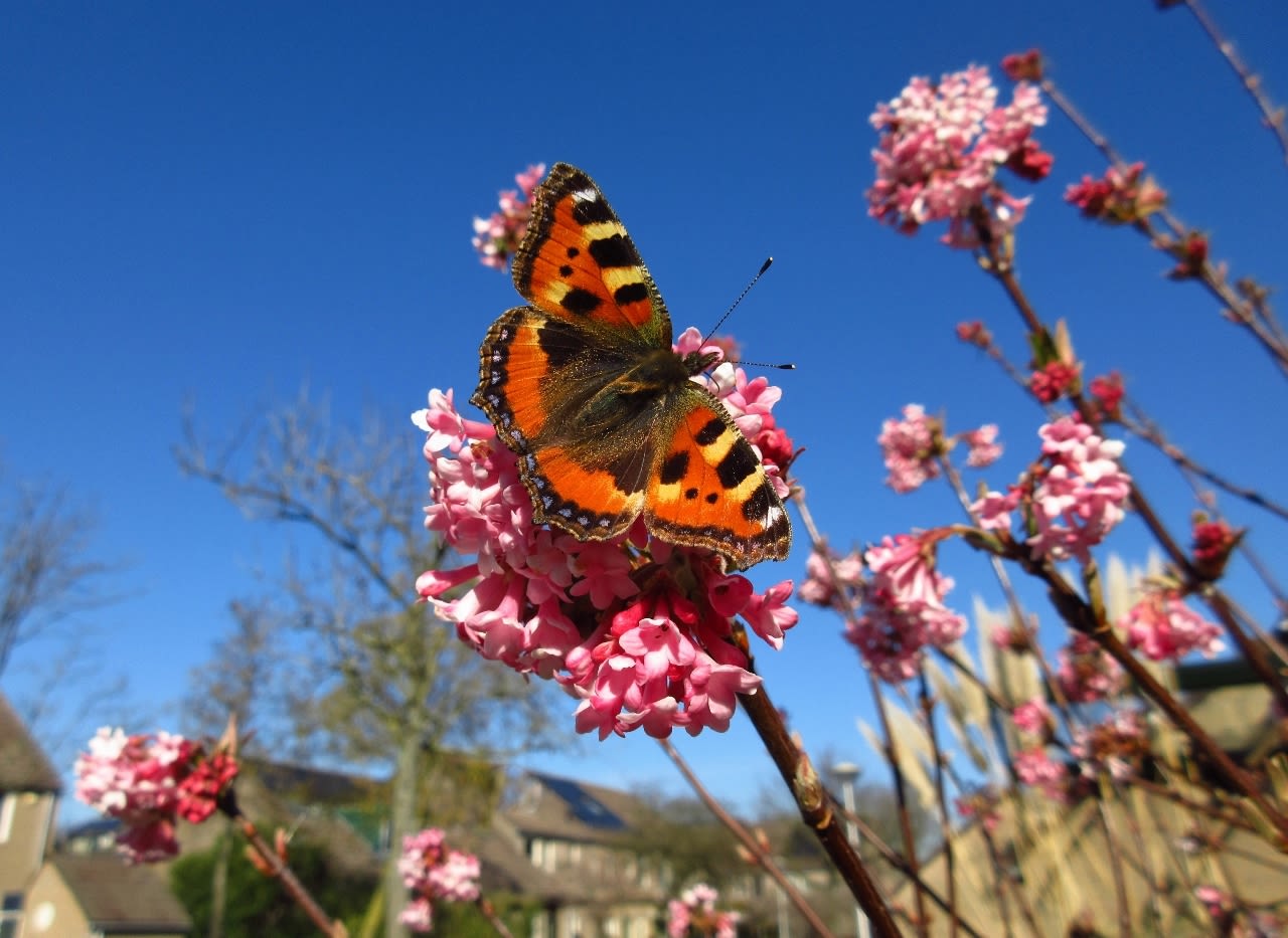 Zelfs tijdens een warme dag in februari kunnen al vlinders tevoorschijn komen. Foto: Hanneke van Doornik
