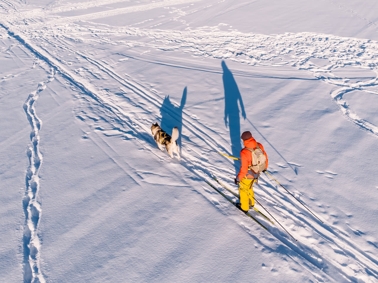 Een nieuwe tak van wintersport: Skijøring! Foto: Adobe Stock / Parilov