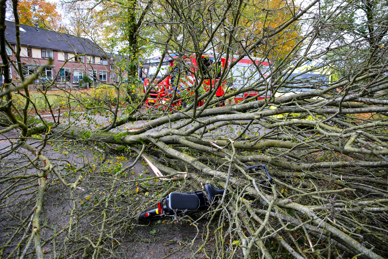 Bomen omgewaaid door noodweer in Brabantse Eersel