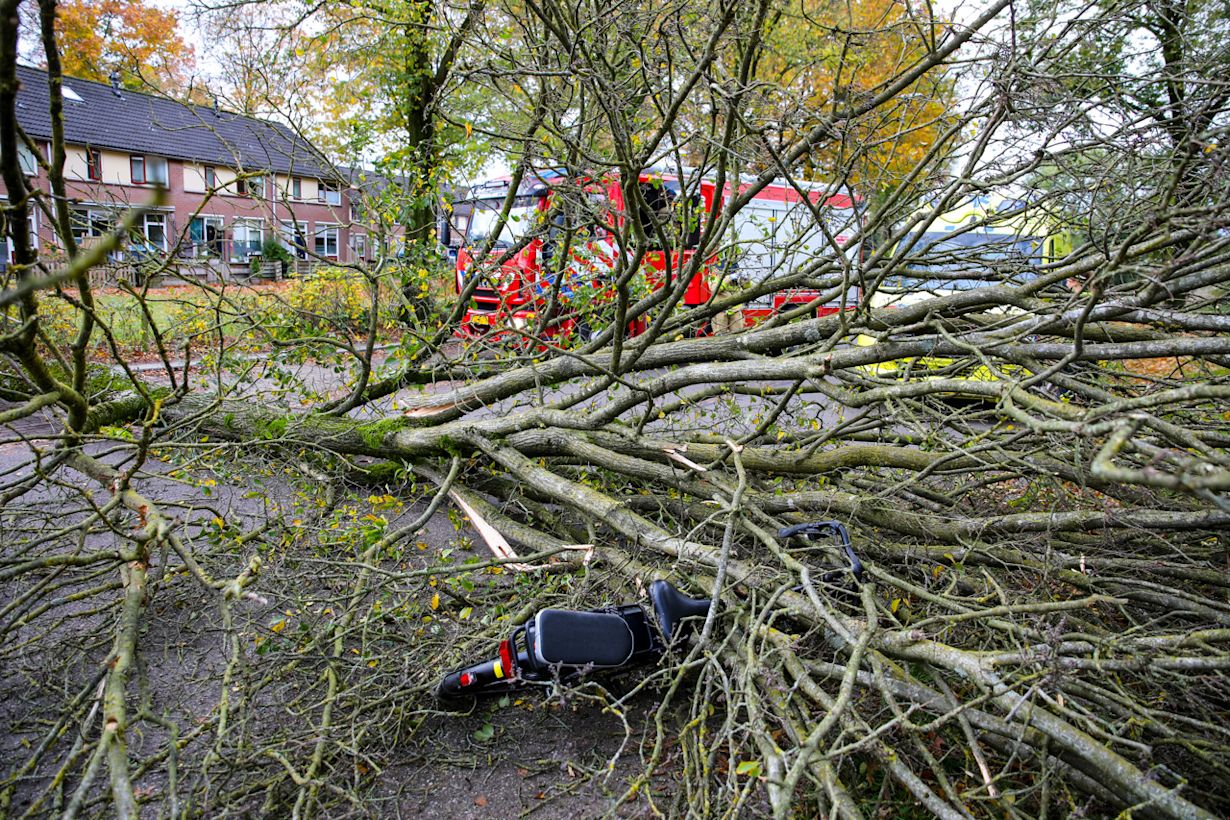 Omgewaaide bomen. Foto: ANP / LUCIANO DE GRAAF