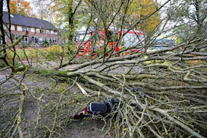 Bomen omgewaaid door noodweer in Brabantse Eersel