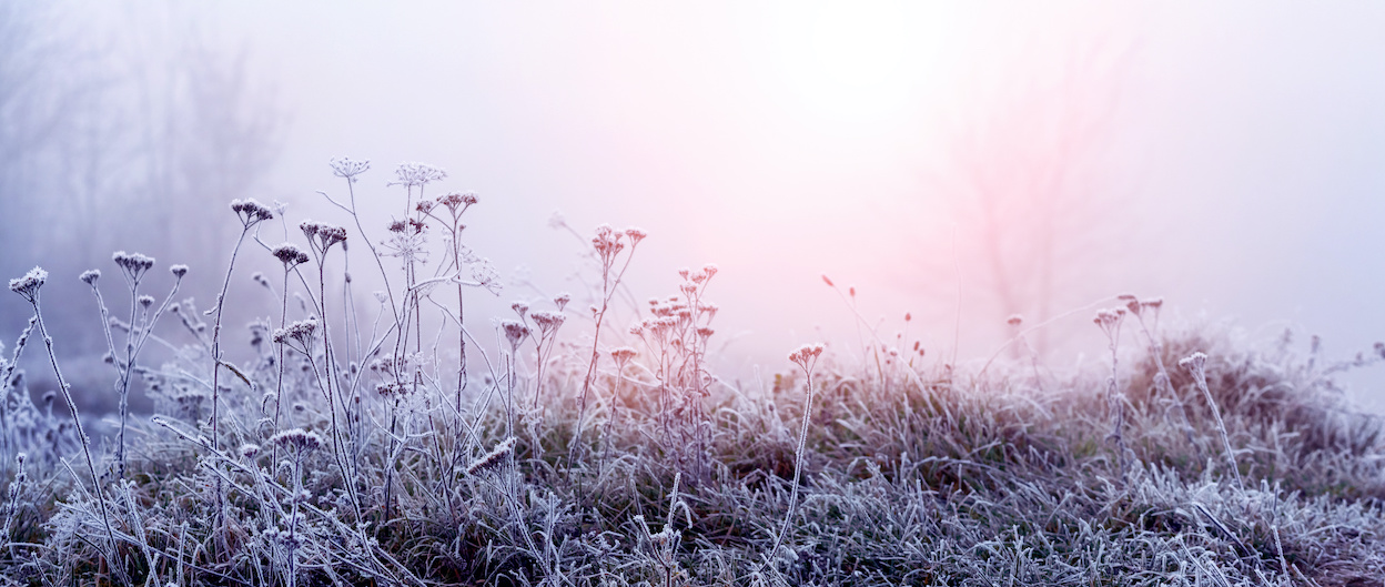 Rijp op de vroege ochtend na een koude nacht. Foto: AdobeStock