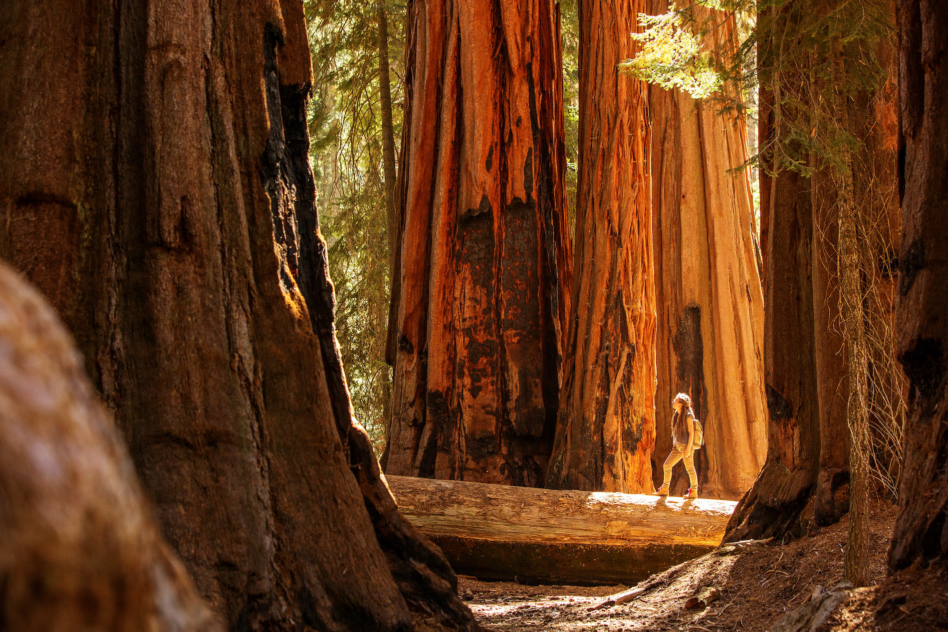 De gigantische stammen in Sequoia National Park. Foto: Adobe Stock / Maygutyak