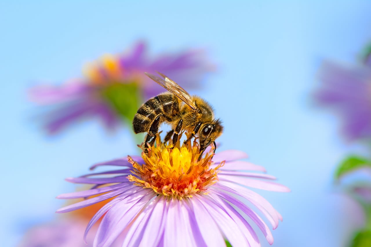 Een bij op een aster. Foto: Adobe Stock / manfredxy