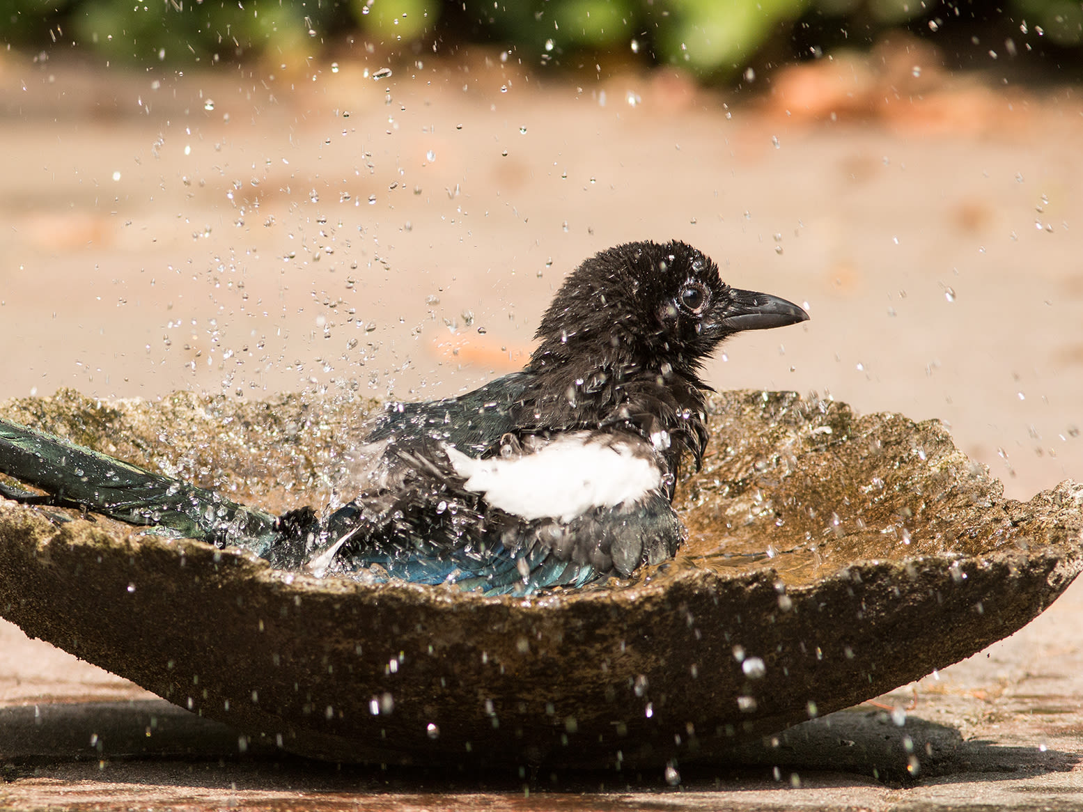 Ook dieren hebben het warm met dit weer: Foto: Burry van den Brink