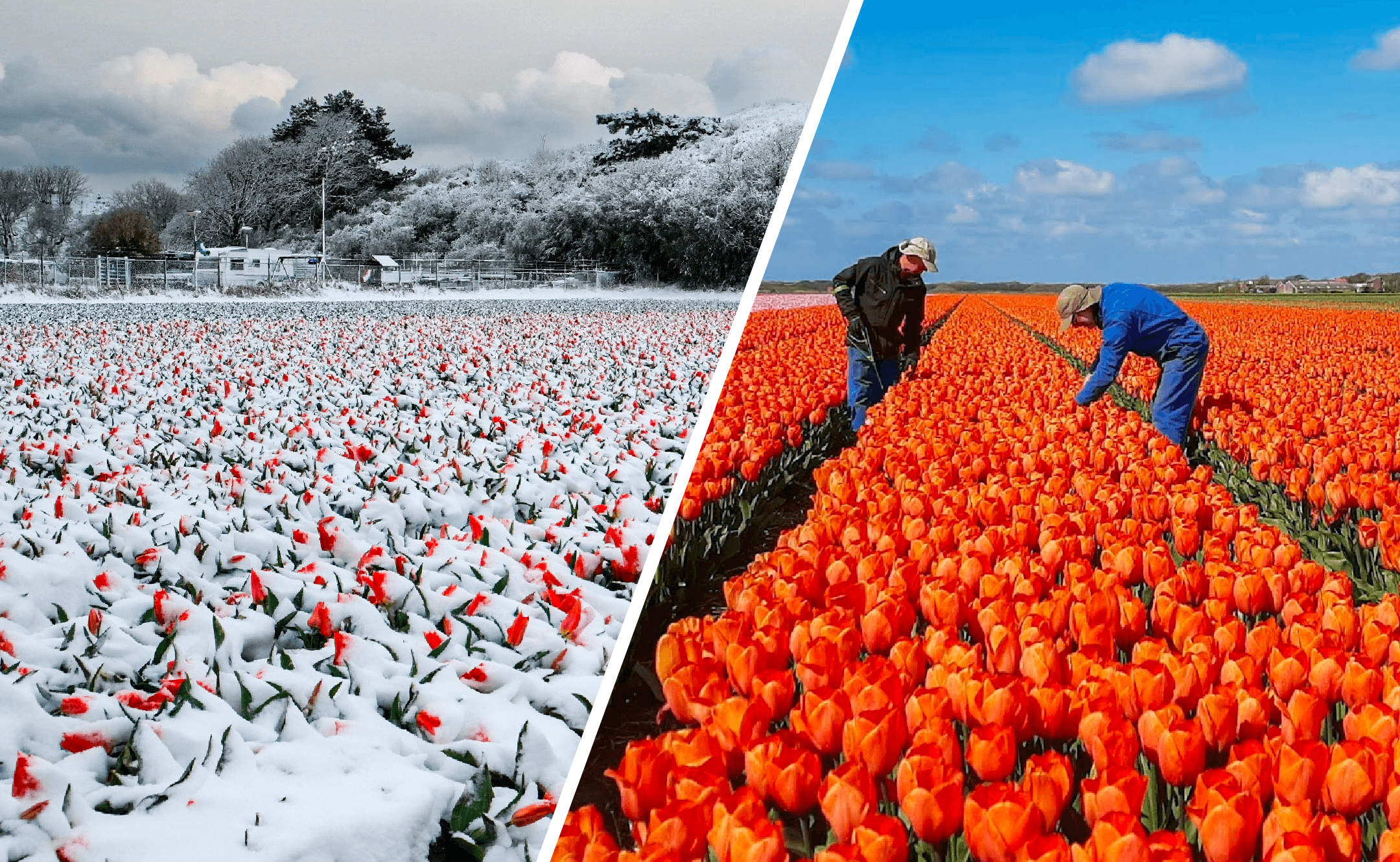 Foto's: Rob Jongerhuis (links) en Nel van Es (rechts)
