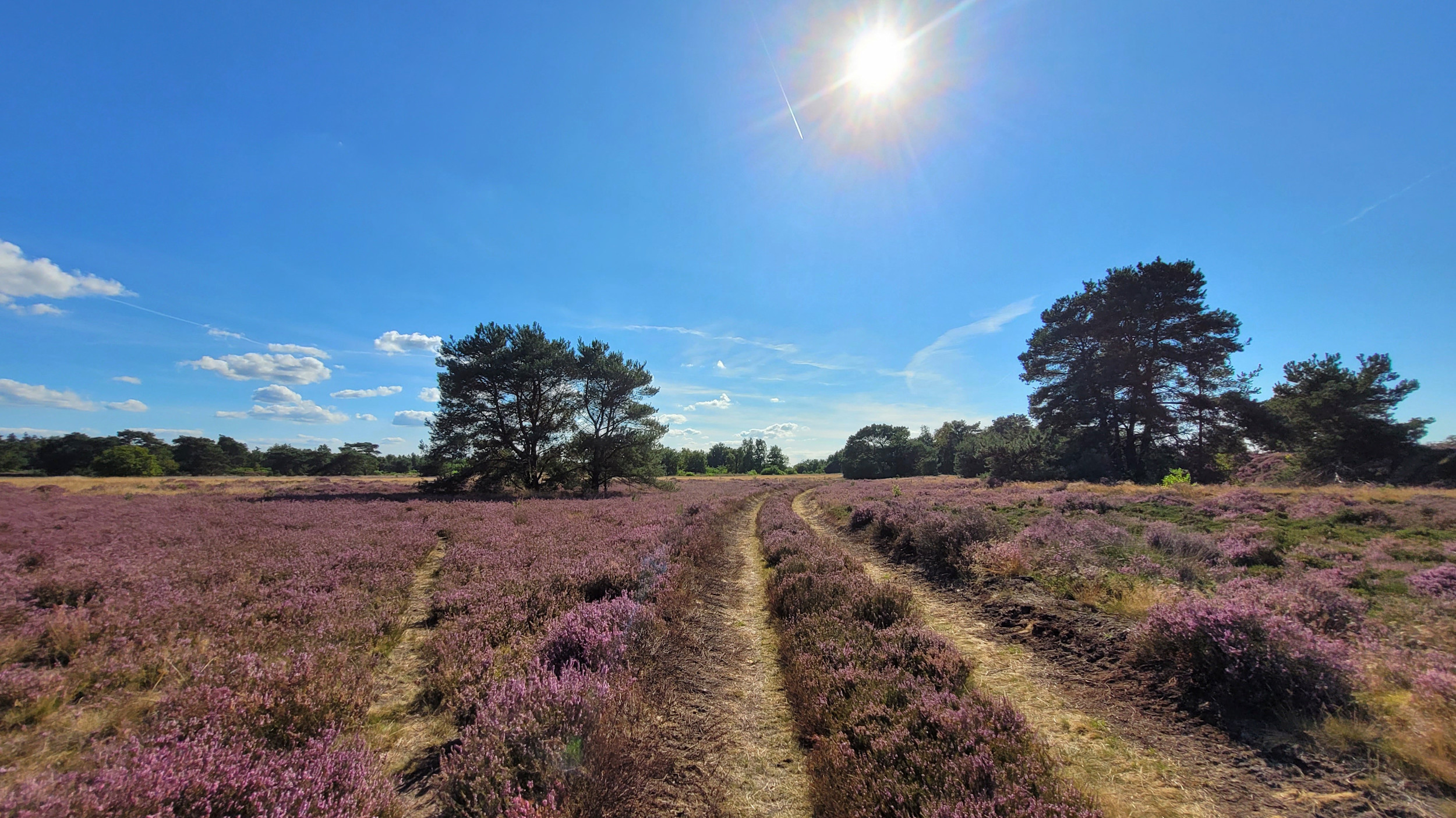 Bij zonnig weer is het heerlijk om te wandelen op de bloeiende heide. Foto: Joke Nijenhuis.