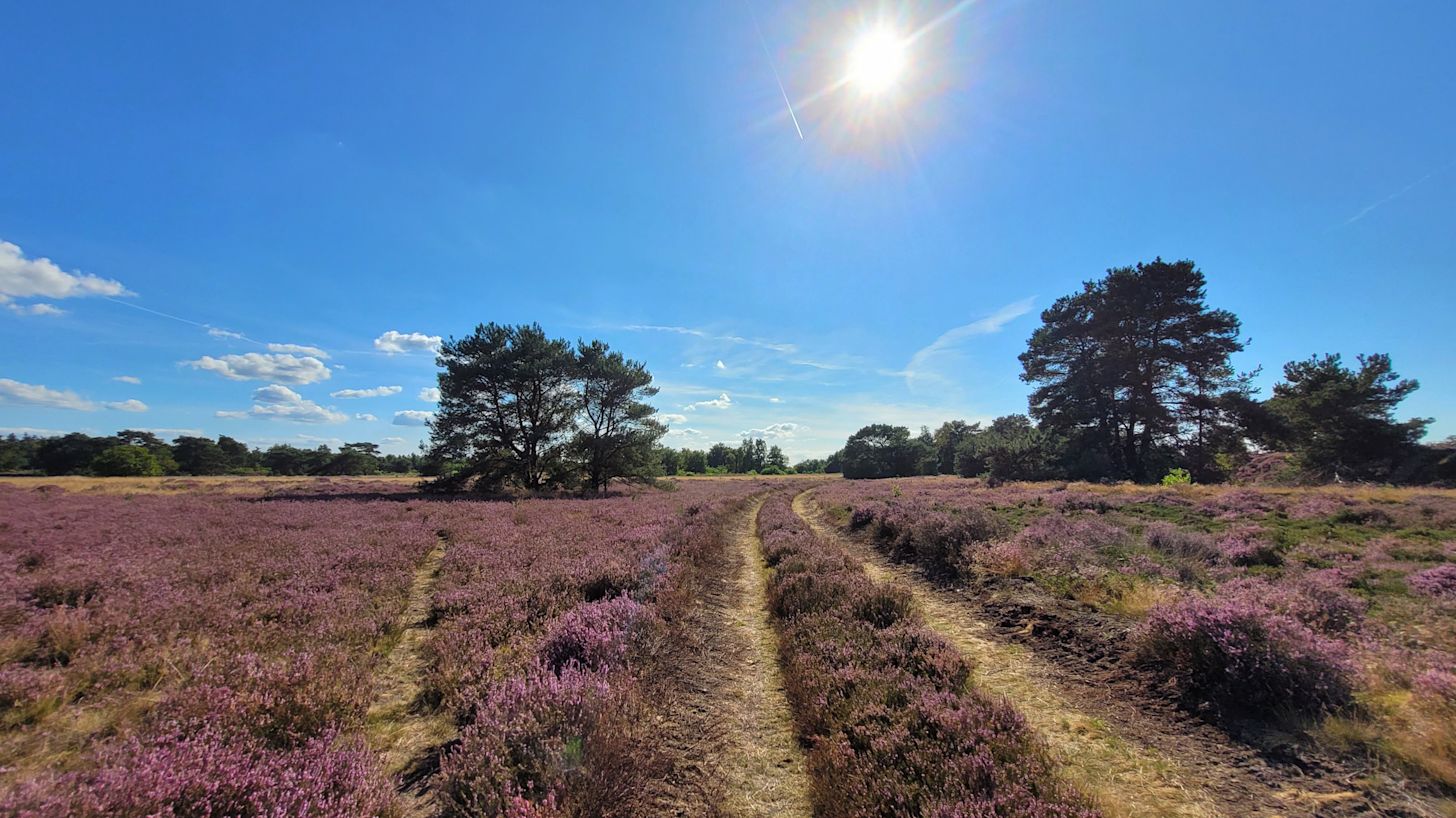 Bij zonnig weer is het heerlijk om te wandelen op de bloeiende heide. Foto: Joke Nijenhuis.