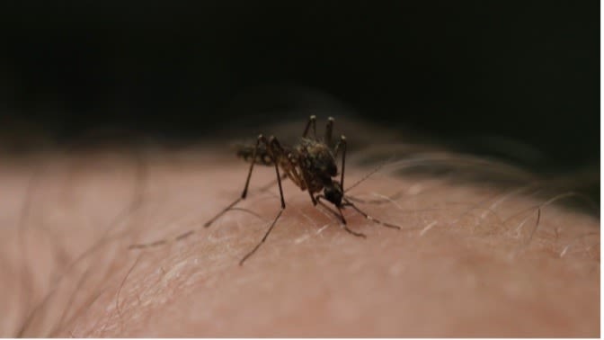 In Nederland zouden muggen bij warmer weer nieuwe ziektes kunnen introduceren. Foto: Hans van Loenen.
