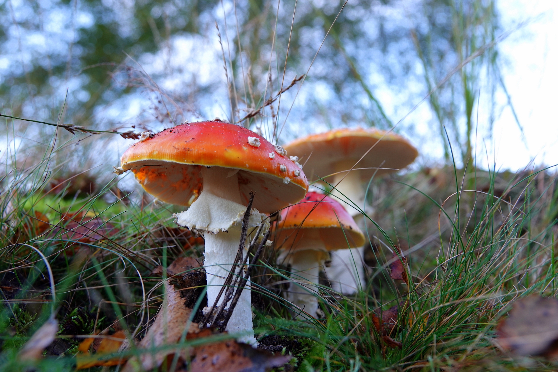 herfst, paddenstoel
