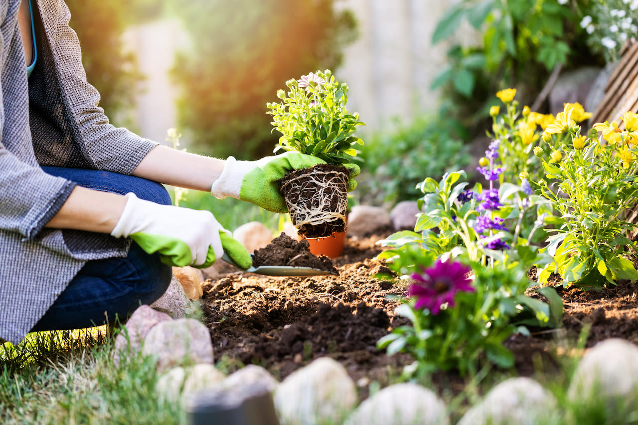 Zomerplantjes kunnen de tuin in. Foto: Adobe Stock / ronstik.