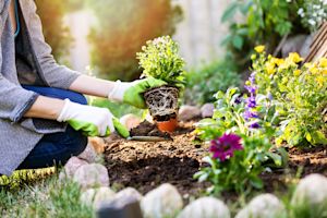 Welke planten kunnen goed tegen droogte?