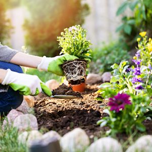 Welke planten kunnen goed tegen droogte?