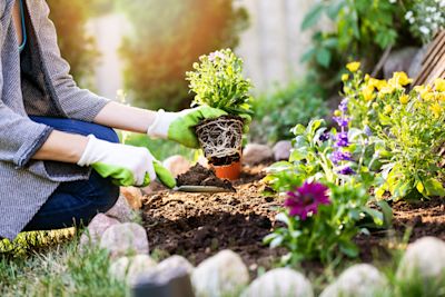 Welke planten kunnen goed tegen droogte?