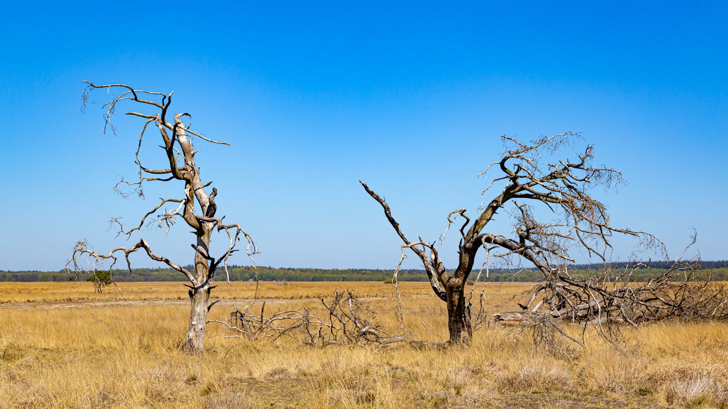 Droogte op de Hoge Veluwe. Foto: Adobe Stock / HildaWeges