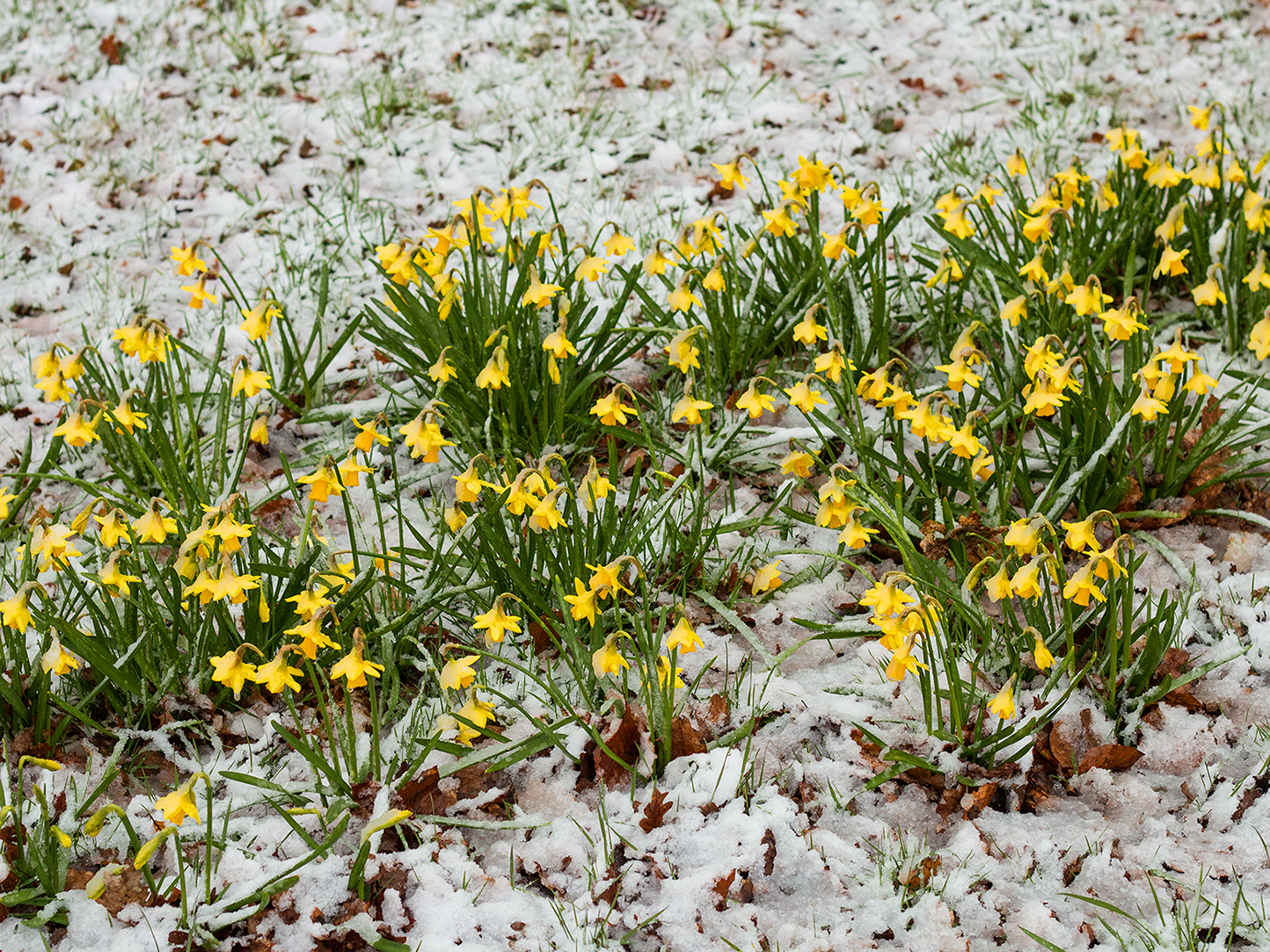 sneeuw, narcissen, voorjaar
Foto: Burry van den Brink