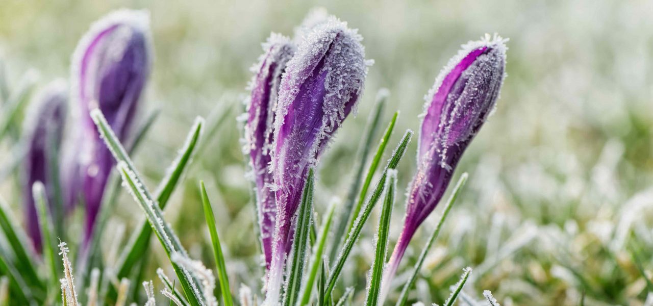 Is de winter verschoven naar maart?