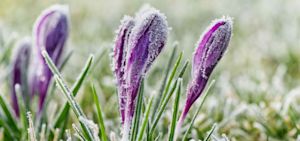 Is de winter verschoven naar maart?