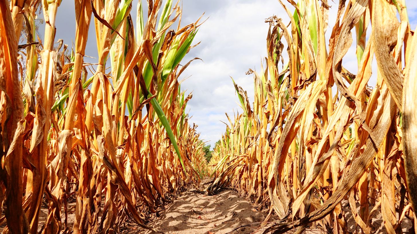 Sommige planten zullen niet meer herstellen van de droogte. Foto: Ben Saanen