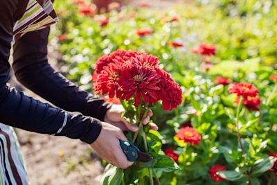 Zo maak je de tuin klaar voor je zomervakantie
