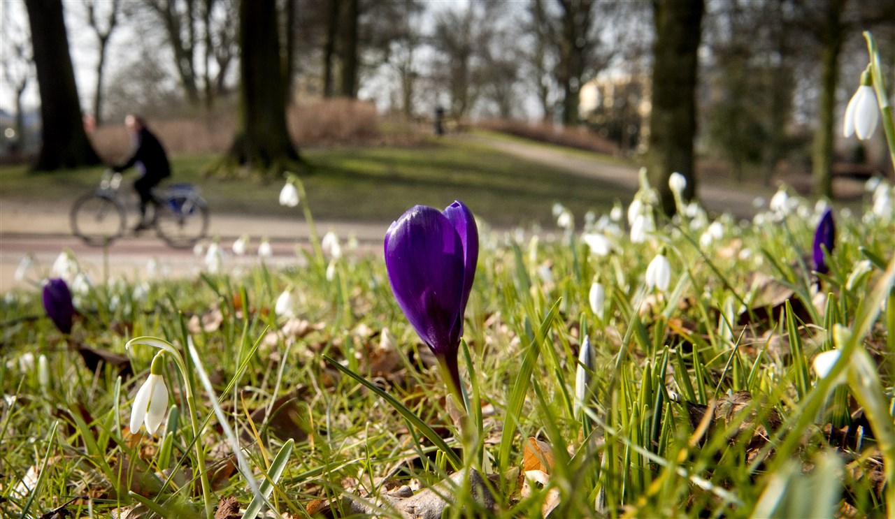 Afgelopen tijd zijn de eerste bloemen al gespot. Beeld: ANP / KOEN VAN WEEL