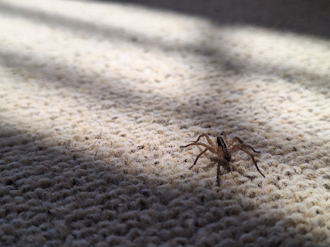 In de herfst zie je vaker spinnen in huis rondzwerven. Dit noemen we de spinnentijd. Foto: Adobe Stock / Abdan Zaki.