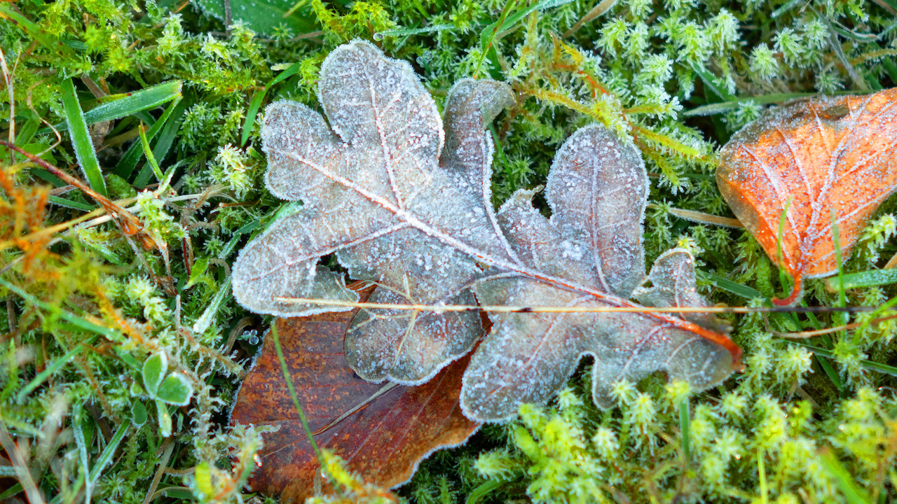 Overgang herfst naar winter - Bevroren bladeren - Nachtvorst 