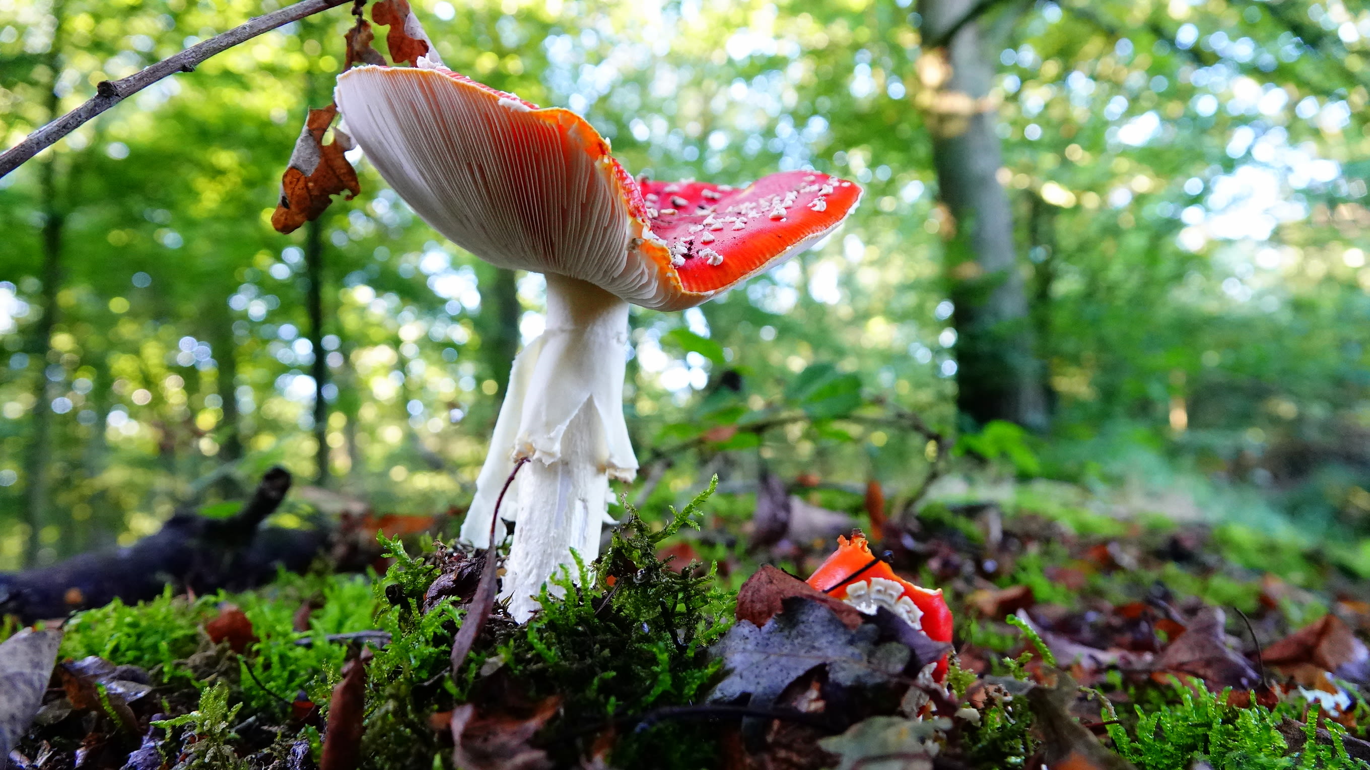 Tijdens het wandelen in de bossen kun je al paddenstoelen spotten. Foto: Ben Saanen