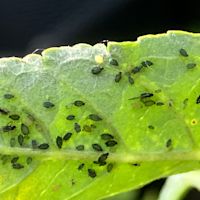 Bij dit weer heb je het meeste last van bladluis in je tuin