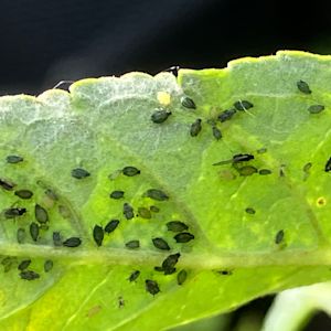 Bij dit weer heb je het meeste last van bladluis in je tuin