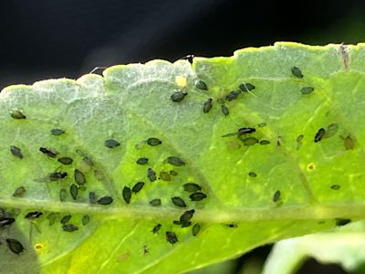 Bij dit weer heb je het meeste last van bladluis in je tuin