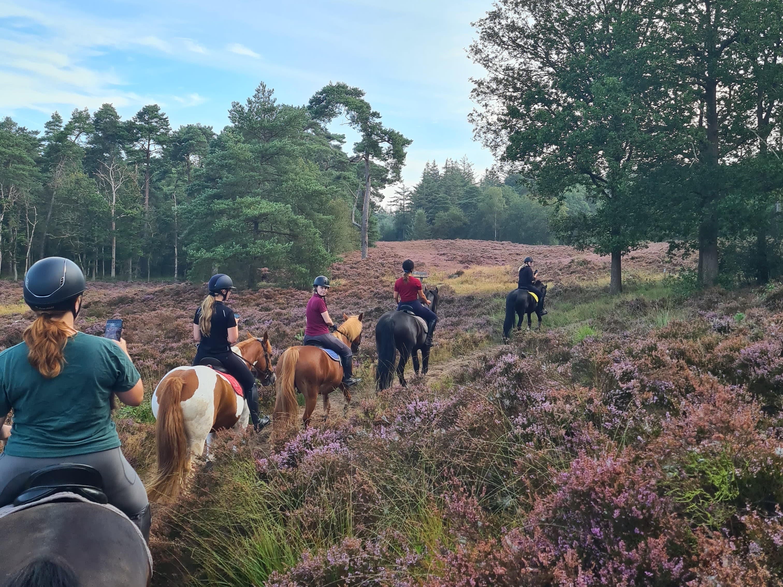 Heidegebieden vormen een prachtige omgeving voor recreatie. Foto: Brianne Siegerink.